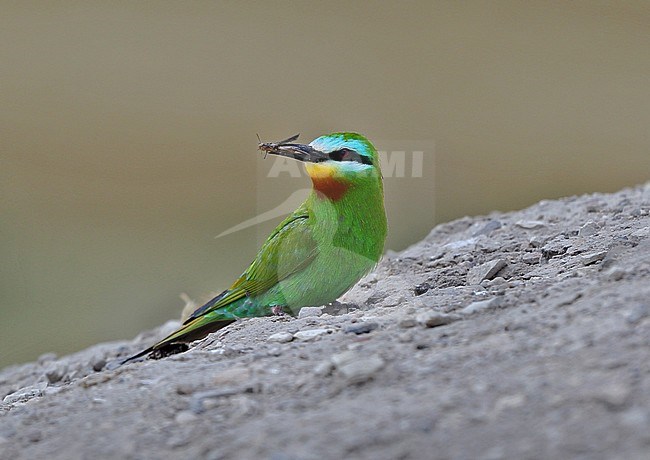 Blue-cheeked Bee-eater (Merops persicus persicus) perched with an insect as prey in its beak. stock-image by Agami/Greg & Yvonne Dean,