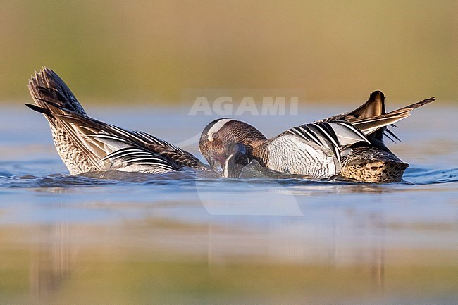Garganey (Anas querquedula), two males fighting in a pond stock-image by Agami/Saverio Gatto,