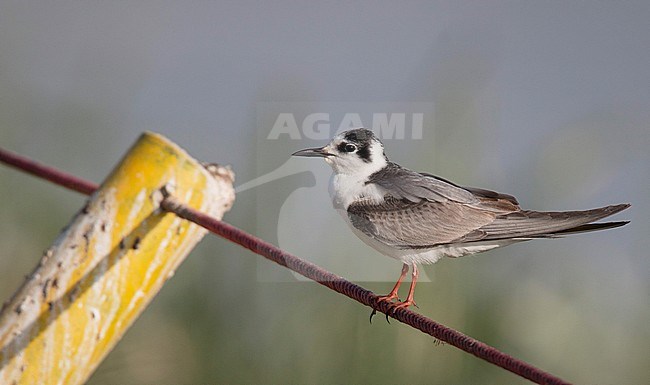 First-winter White-winged Tern (Chlidonias leucopterus) wintering in Lake Ziway in Ethiopia. stock-image by Agami/Ian Davies,