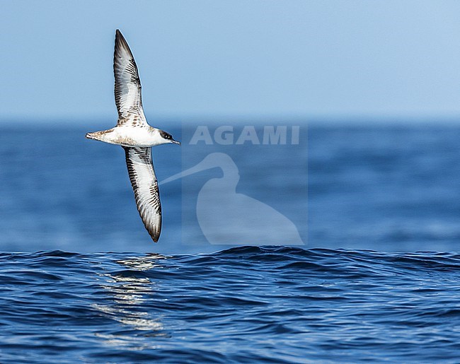 Great Shearwater (Ardenna gravis) off the Isles of Scillies, Corwall, England. stock-image by Agami/Marc Guyt,