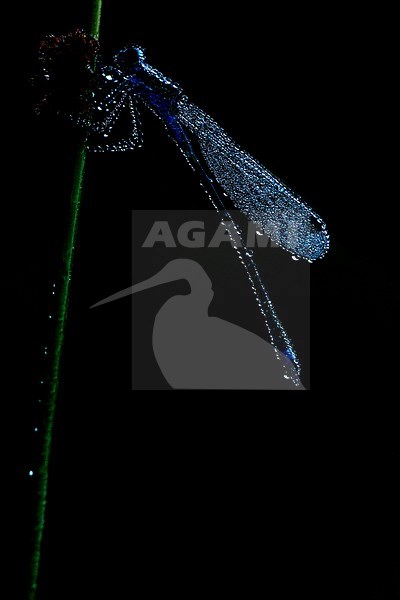 Azure Bluet, Coenagrion puella stock-image by Agami/Wil Leurs,