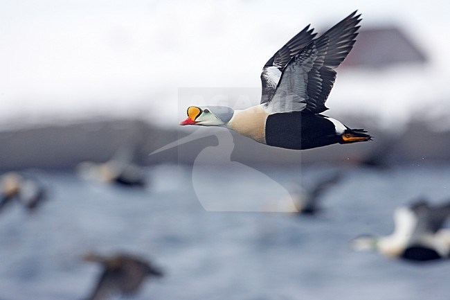 Vliegend mannetje Koningseider; Flying male King Eider stock-image by Agami/Markus Varesvuo,