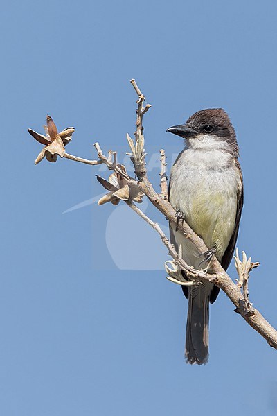 Thick-billed Kingbird (Tyrannus crassirostris) in mexico stock-image by Agami/Dubi Shapiro,