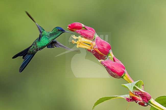 Violet-capped Woodnymph (Thalurania glaucopis) feeding at a flower in the Atlantic Rainforest of Brazil. stock-image by Agami/Glenn Bartley,