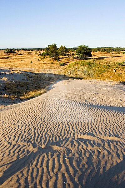 Kootwijkerzand, Kootwijk, Veluwe, Netherlands stock-image by Agami/Marc Guyt,