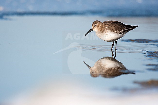 Dunlin (Calidris alpina) standing in water with ice and snow at Amsterdamse Waterleidingduinen in The Netherlands stock-image by Agami/Caroline Piek,