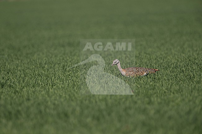 Adult female Great Bustard (Otis tarda) walking in a grain field stock-image by Agami/Mathias Putze,
