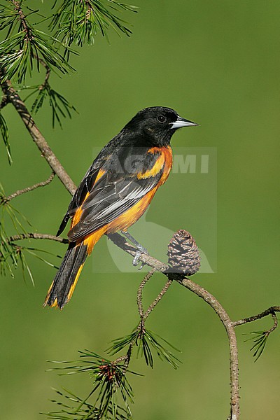 Adult male
Galveston Co., TX
April 2007 stock-image by Agami/Brian E Small,