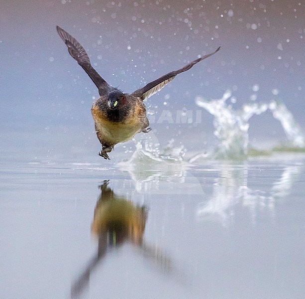 Adult Little Grebe (Tachybaptus ruficollis) running over the surface of a fresh water lake in Italy. stock-image by Agami/Daniele Occhiato,