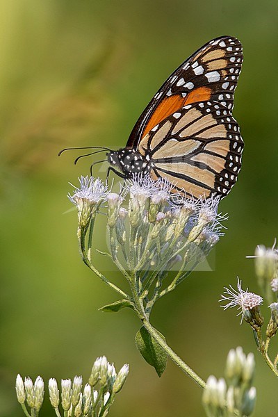 A Monarch Butterfly (Danaus plexippus) on Chromolaena odorata, also called Siam Weed or Jack-in-the-box, at Utica, Cundinamarca, Colombia.  Colombian Monarchs do not migrate. stock-image by Agami/Tom Friedel,