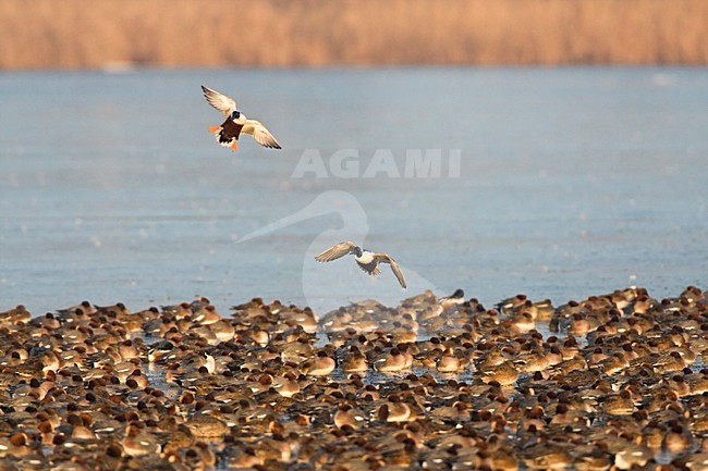Landende Slobeenden ; Landing Northern Shovelers stock-image by Agami/Marc Guyt,