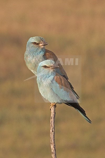 European Roller pair perched on branch Hongary, Scharrelaar paar zittend op tak Hongarije stock-image by Agami/Jari Peltomäki,