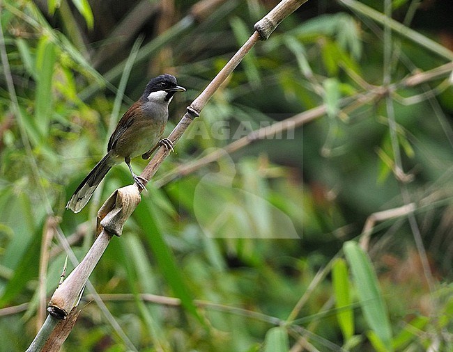 White-cheeked Laughingthrush (Pterorhinus vassali) in Vietnam. stock-image by Agami/James Eaton,