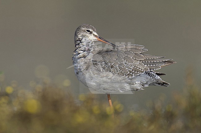 Zwarte ruiter in wetland stock-image by Agami/Han Bouwmeester,