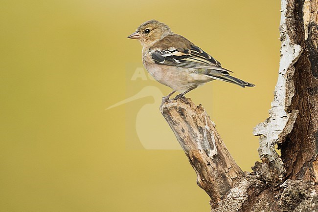 Female Common Chaffinch (Fringilla coelebs) perched on a branch stock-image by Agami/Alain Ghignone,