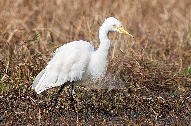 Medium Egret (Ardea intermedia) wading in shallow marsh in Asia. Also known as Smaller Egret. stock-image by Agami/Marc Guyt,