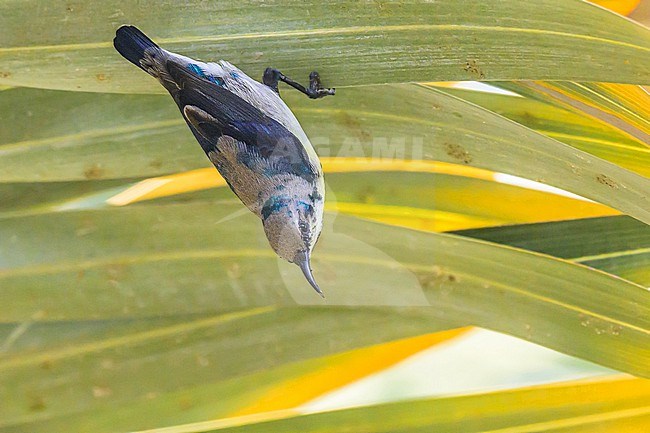Immature male Purple Sunbird (Cinnyris asiaticus) in Oman. stock-image by Agami/Sylvain Reyt,