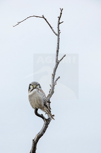 Northern Hawk Owl (Surnia ulula) in the Varanger peninsula, Arctic Norway. Perched in a tree. stock-image by Agami/Marc Guyt,