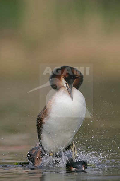 Futen parend; Great Crested Grebes mating stock-image by Agami/Menno van Duijn,