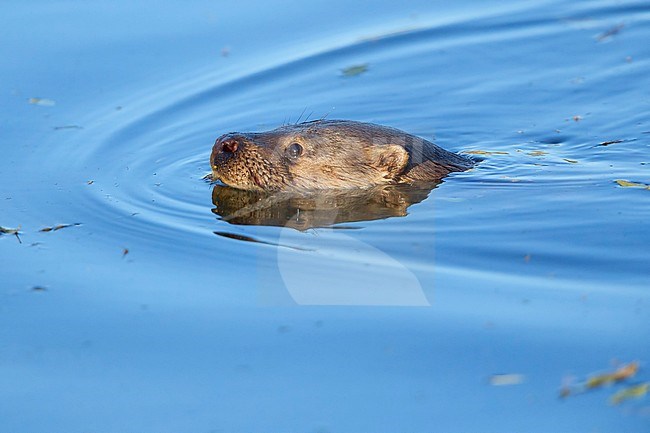 Eropean Otter, swimming in blue water, Campania, Italy (Lutra lutra) stock-image by Agami/Saverio Gatto,