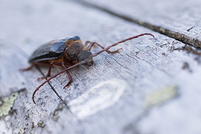 Tragosoma depsarium in a woodland in Bavaria, Germany. stock-image by Agami/Ralph Martin,