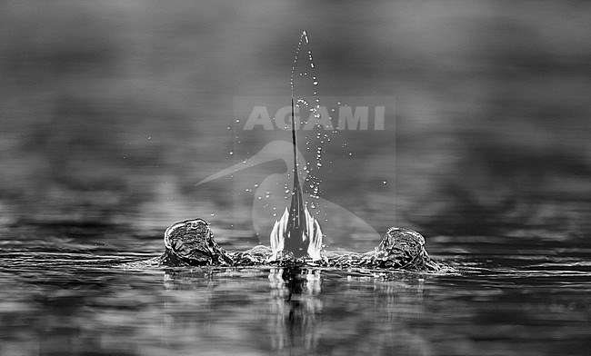 Long-tailed Duck male (Clangula hyemalis) Norway VardÃ¶ March  2013 stock-image by Agami/Markus Varesvuo,