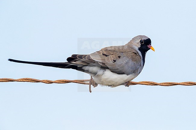 Namaqua Dove (Oena capensis), side view of an adult male perched on a barbed wire, Western Cape, South Africa stock-image by Agami/Saverio Gatto,