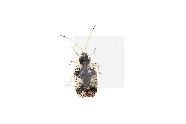 Andromeda lace bug, Stephanitis takeyai stock-image by Agami/Wil Leurs,