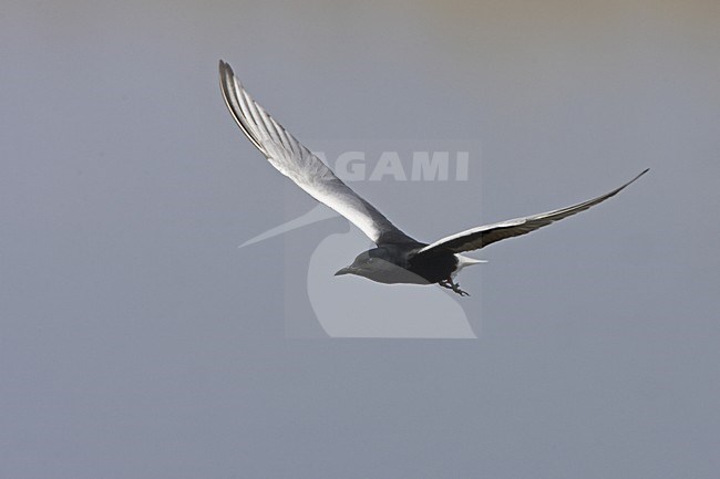 White-winged Tern adult summer-plumage flying, Witvleugelstern adult zomerkleed vliegend stock-image by Agami/Jari Peltomäki,