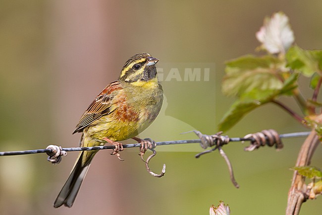 Adult male Cirl Bunting (Emberiza cirlus) in Germany. Sitting on wire from a fence. stock-image by Agami/Ralph Martin,