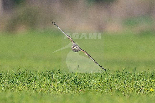 Hen Harrier (Circus cyaneus), front view of a juvenile male in flight, Campania, Italy stock-image by Agami/Saverio Gatto,