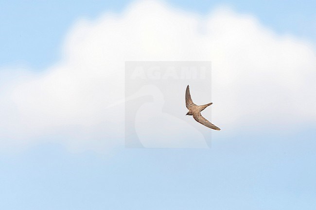 Alpine Swift (Apus melba) flying over Rabbit Island off Petra on the Greek island of Lesvos. stock-image by Agami/Marc Guyt,