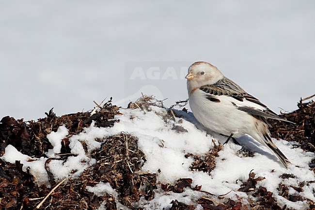 Sneeuwgors in winterkleed, Snow Bunting in winterplumage stock-image by Agami/Markus Varesvuo,