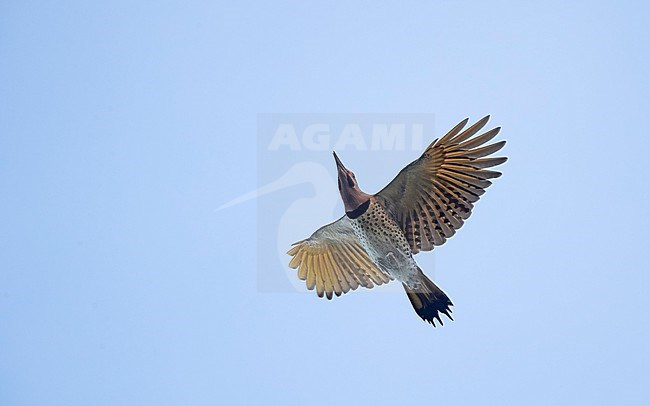 Yellow-shafted Northern Flicker (Colaptes auratus luteus) migrating over Higbee Beach, Cape May, New Jersey, USA. stock-image by Agami/Helge Sorensen,