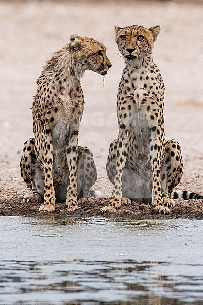 Two cheetahs, Acinonyx jubatus, at a waterhole. Kalahari, Botswana stock-image by Agami/Sergio Pitamitz,