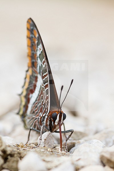 Charaxes jasius - Two-tailed Pasha - Erdbeerbaumfalter, Bosnia-Herzegowina, imago stock-image by Agami/Ralph Martin,