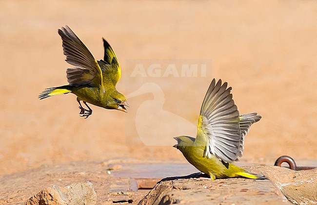 Two European Greenfinch (Carduelis chloris) fighting on the ground in Spain. stock-image by Agami/Rafael Armada,