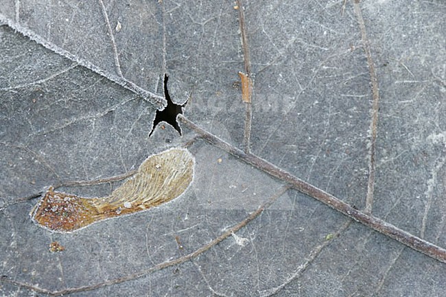 blad, leaf stock-image by Agami/Menno van Duijn,