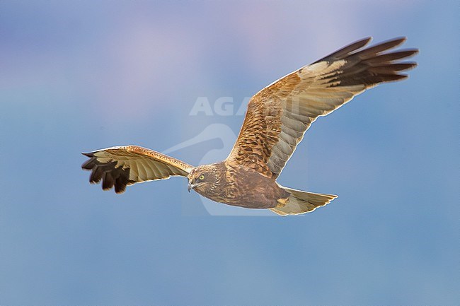 Male Marsh Harrier (Circus aeruginosus) in Italy. stock-image by Agami/Daniele Occhiato,