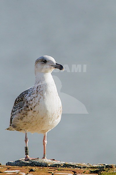 Onvolwassen Grote Mantelmeeuw; Immature Great Black-backed Gull stock-image by Agami/Menno van Duijn,