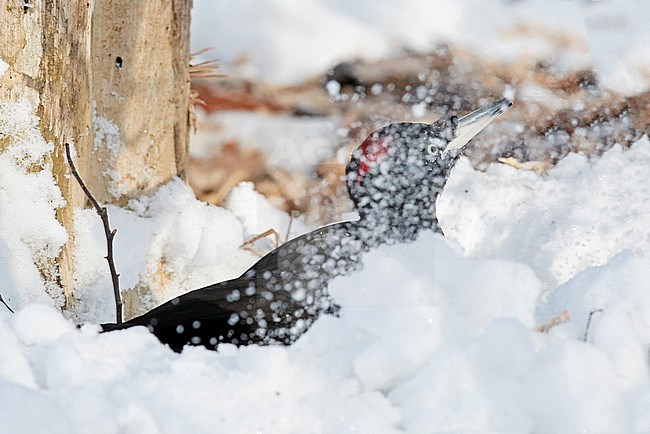 Black Woodpecker (Dryocopus martius) digging its way to the foot of the trunk Helsinki Finland February 2018 stock-image by Agami/Markus Varesvuo,