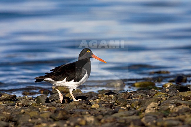 Magelhaenscholekster, Magellanic Oystercatcher, Haematopus leucopodus stock-image by Agami/Marc Guyt,