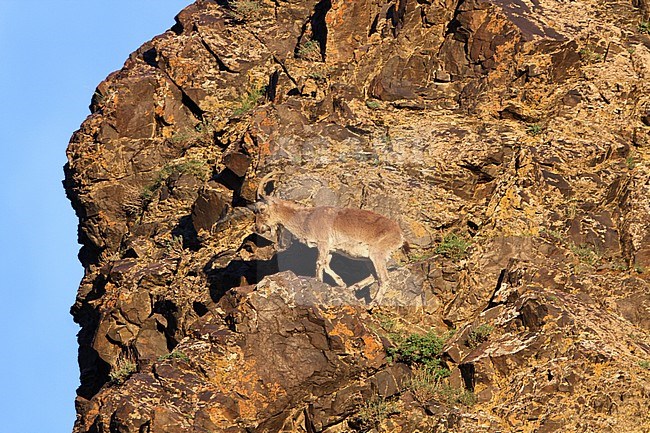 Siberian Ibex (Capra sibirica) on a steep brown coloured rock face in Mongolia. stock-image by Agami/James Eaton,