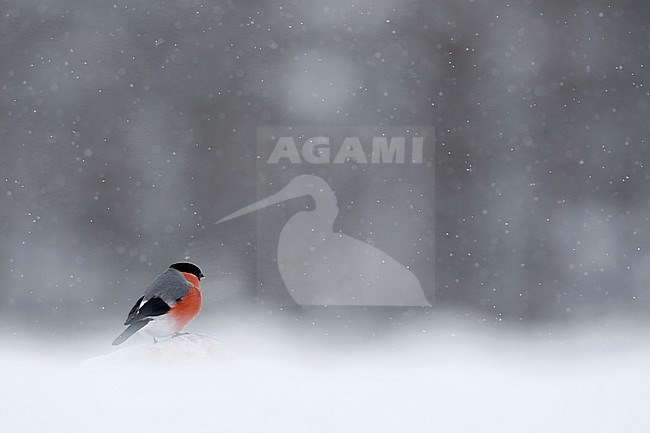 Goudvink; Bullfinch stock-image by Agami/Chris van Rijswijk,