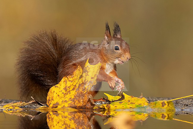 Red squirrel in Autumn setting stock-image by Agami/Han Bouwmeester,