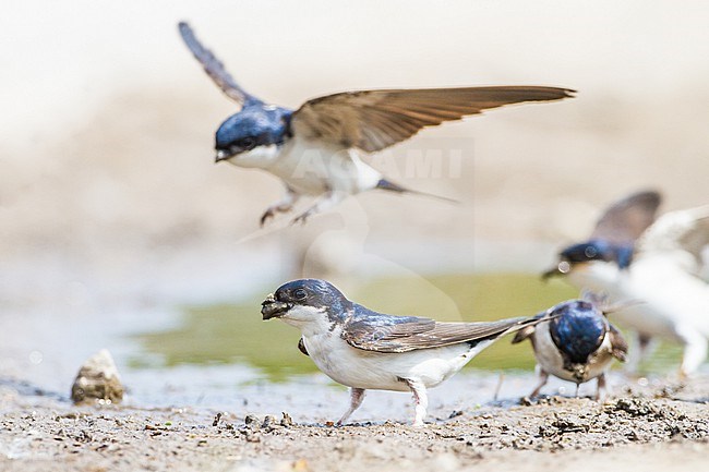 Huiszwaluw, Common House Martin, Delichon urbicum flock gathering mud for their nests stock-image by Agami/Menno van Duijn,