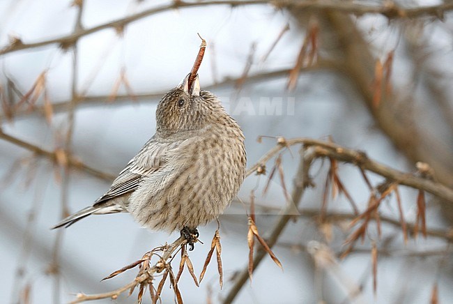 Wintering Great Rosefinch (Carpodacus rubicilla kobdensis) perched in a tree around Lake Baikal in Russia. Eating a large seed. stock-image by Agami/Chris van Rijswijk,