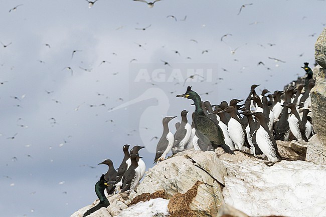 Adult European Shag (Phalacrocorax aristotelis aristotelis) in breeding colony in arctic northern Norway during breeding season. stock-image by Agami/Ralph Martin,