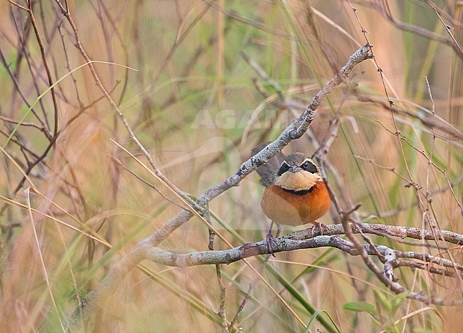 Olive-crowned Crescentchest (Melanopareia maximiliani) in Paraguay. stock-image by Agami/Pete Morris,
