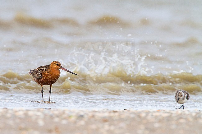 Rosse Grutto foeragerend; Bar-tailed Godwit foraging stock-image by Agami/Menno van Duijn,